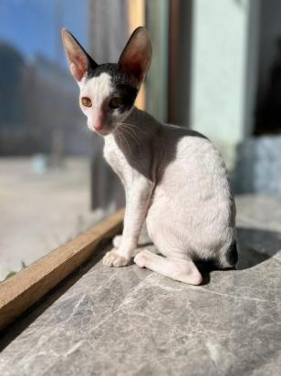怎么训练柯尼斯卷毛猫上厕所-图1