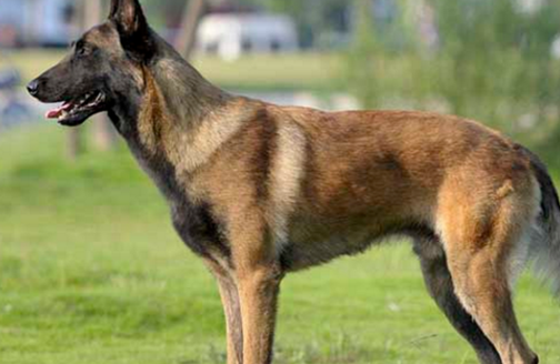 4个月的马犬好养活吗-图1