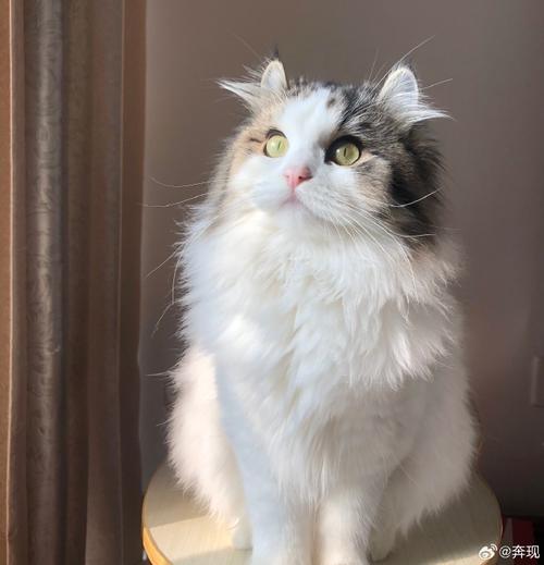 猫怀孕要多久才能生产-图1