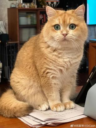 猫呼吸声重过了一会又好了-图1