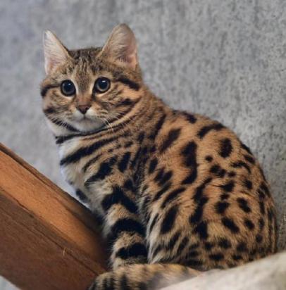 怎么与奥西猫相处