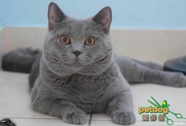 卡尔特猫犯错怎么训斥-图1