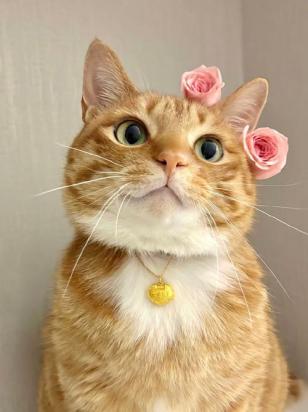 猫洗完澡后变得有攻击性是怎么回事-图1