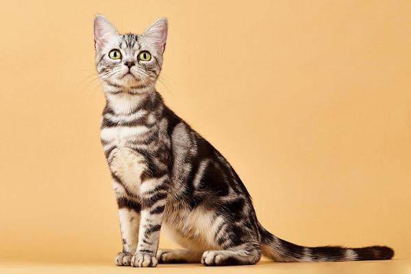如何训练美国刚毛猫装死-图1