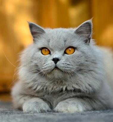 如何训练英国长毛猫不咬人