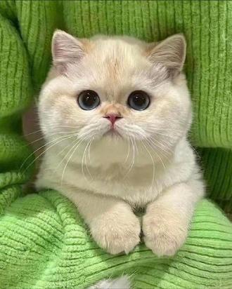 猫咪一个月洗一次澡频繁吗-图1