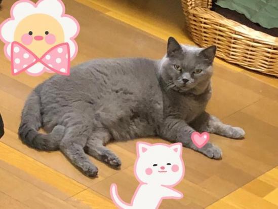 如何防止沙特尔猫抓墙