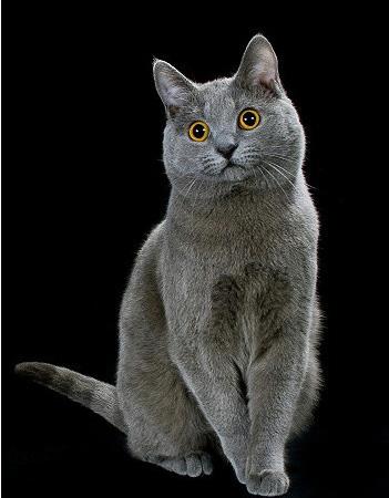 怎么训练沙特尔猫握手-图1