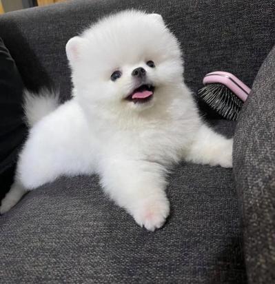 温顺不咬人的小型犬有哪些-图1