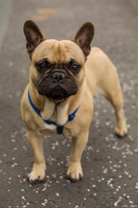 巴哥犬后腿无力走路不稳是怎么回事