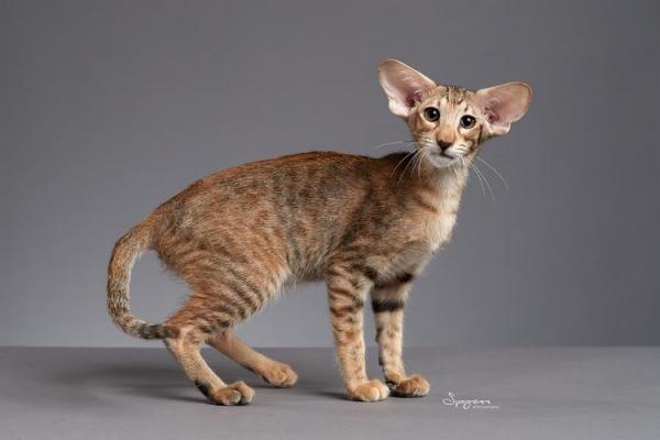 如何训练东方猫睡在固定地方-图1