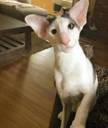 东方猫会击掌吗-图1