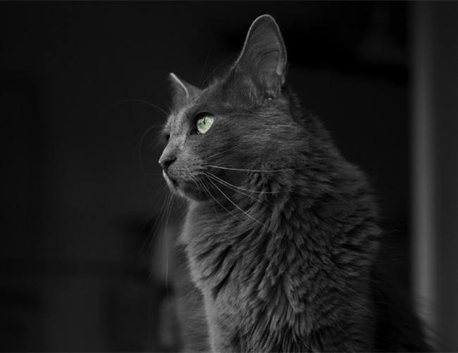 内华达猫怎么训练跳环-图1