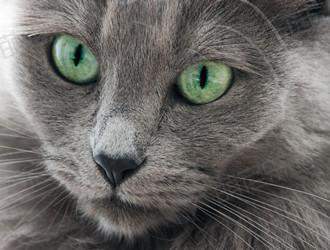怎么训练内华达猫不乱抓家具-图1