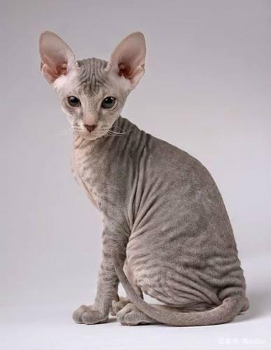 怎么训练彼得秃猫-图1
