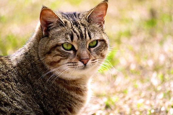 加州闪亮猫乱抓怎么办-图1