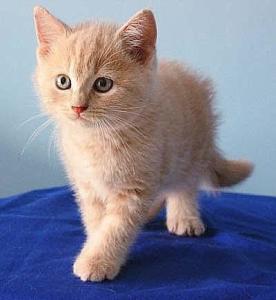 加州闪亮猫会用猫砂吗-图1