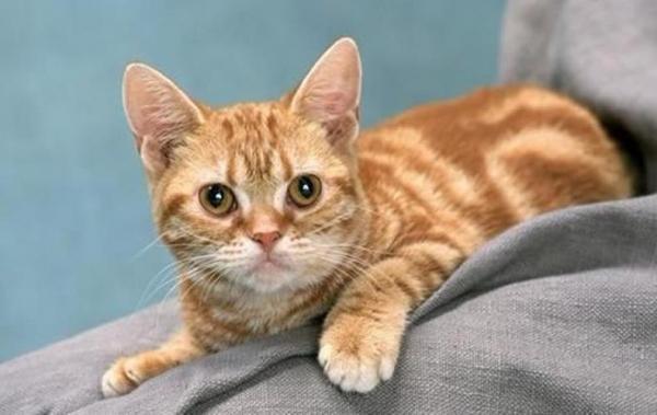 加州闪亮猫怎么训练
