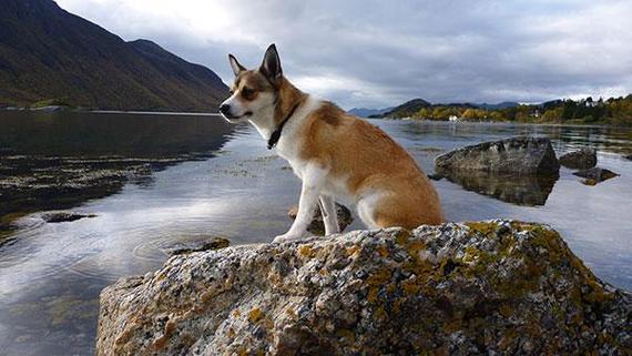 挪威伦德猎犬叼东西怎么训练-图1