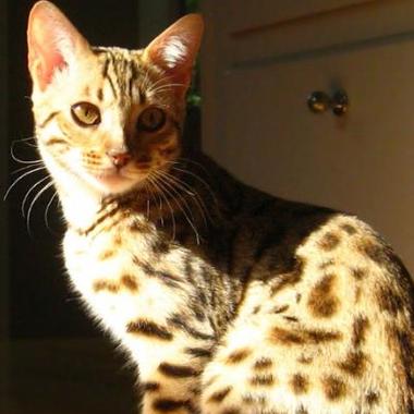 怎么训练加州闪亮猫装死