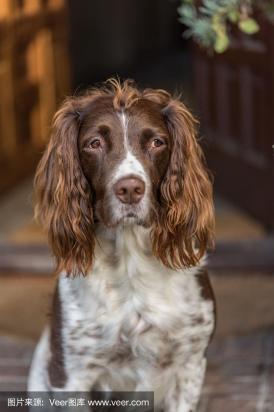 如何训练西班牙小猎犬站立-图1