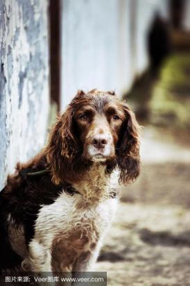 怎么训练西班牙小猎犬接飞盘-图1