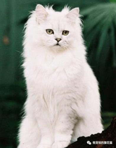 蒂凡尼猫会咬人吗-图1