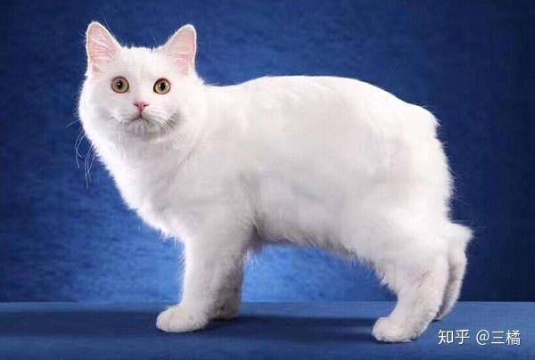 怎样训练马恩岛猫在固定地方大小便-图1