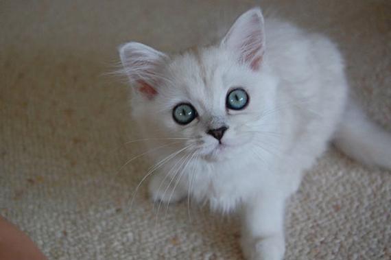 蒂凡尼猫不听话怎么办-图1