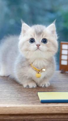 曼基康猫会跳环吗-图1