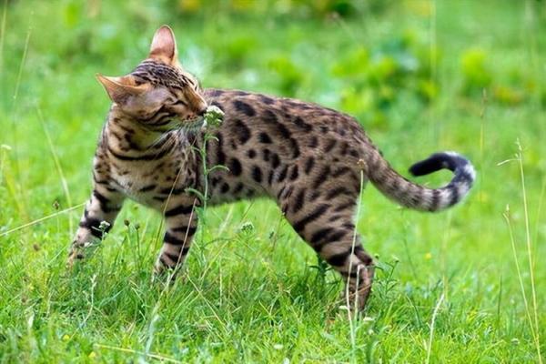 怎么纠正豹猫攻击行为-图1