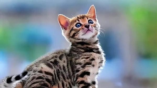 豹猫乱尿怎么训练-图1