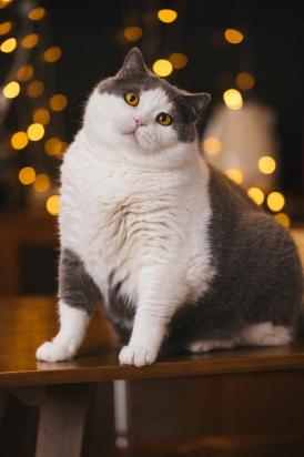 英国短毛猫怎么美容