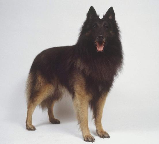 比利时特伏丹犬怎么训练-图1