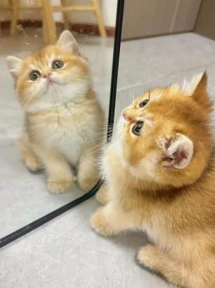 猫咪怎么训练上厕所-图1