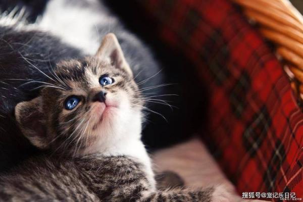 猫咪不肯睡猫窝怎么办-图1