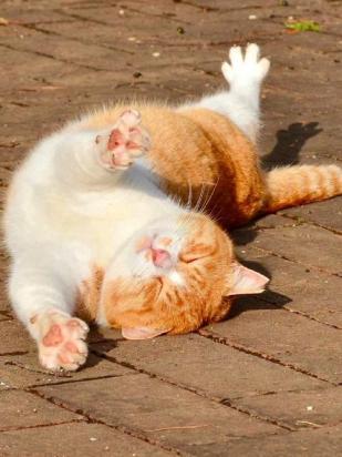 猫咪往床上尿怎么办-图1