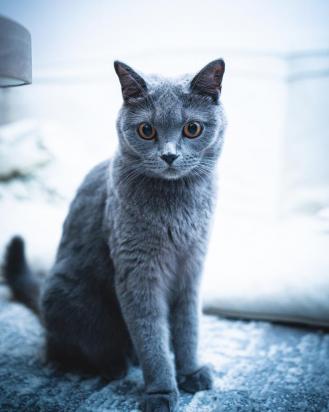 如何训练沙特尔猫用猫砂-图1
