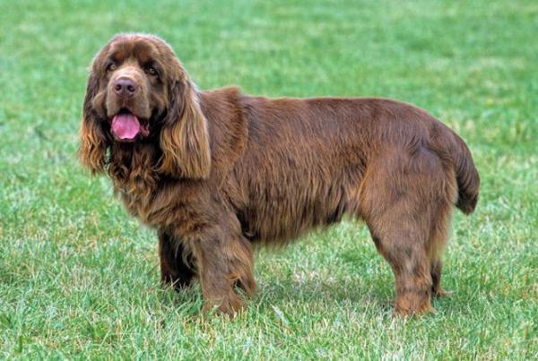 如何训练苏塞克斯猎犬拿报纸-图1