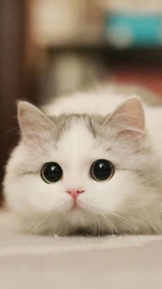猫怀孕多少天生小猫-图1