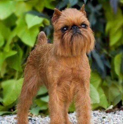 如何训练布鲁塞尔格里芬犬随行-图1
