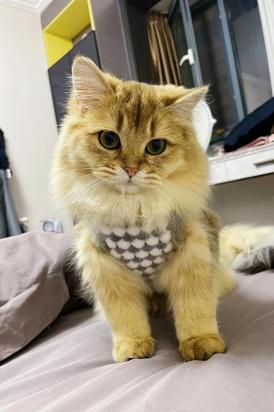小猫护食怎么办-图1