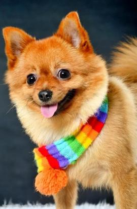 金毛犬怎么训练捡东西-图1