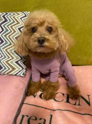 金毛犬怎么训练坐下-图1
