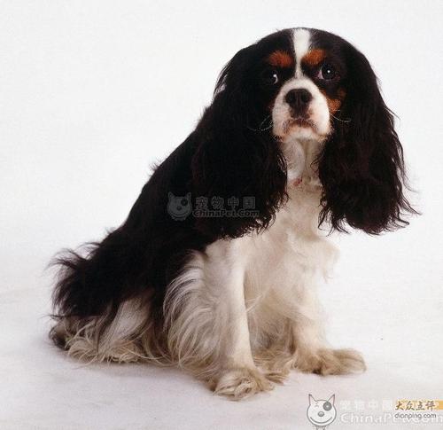 怎么训练英国玩具猎鹬犬不怕水-图1