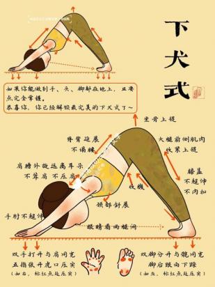 哈士奇趴下怎么训练-图1