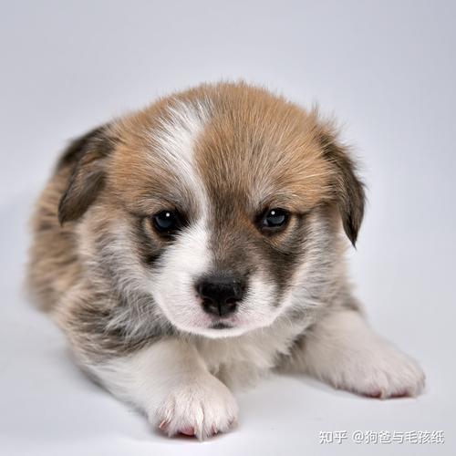 可卡幼犬作揖怎么训练-图1