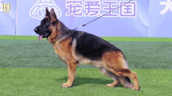德国牧羊犬怎样训练大小便-图1