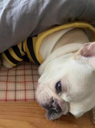 金毛犬怎么训练排便-图1