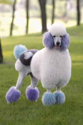 贵宾犬训练大小便方法-图1